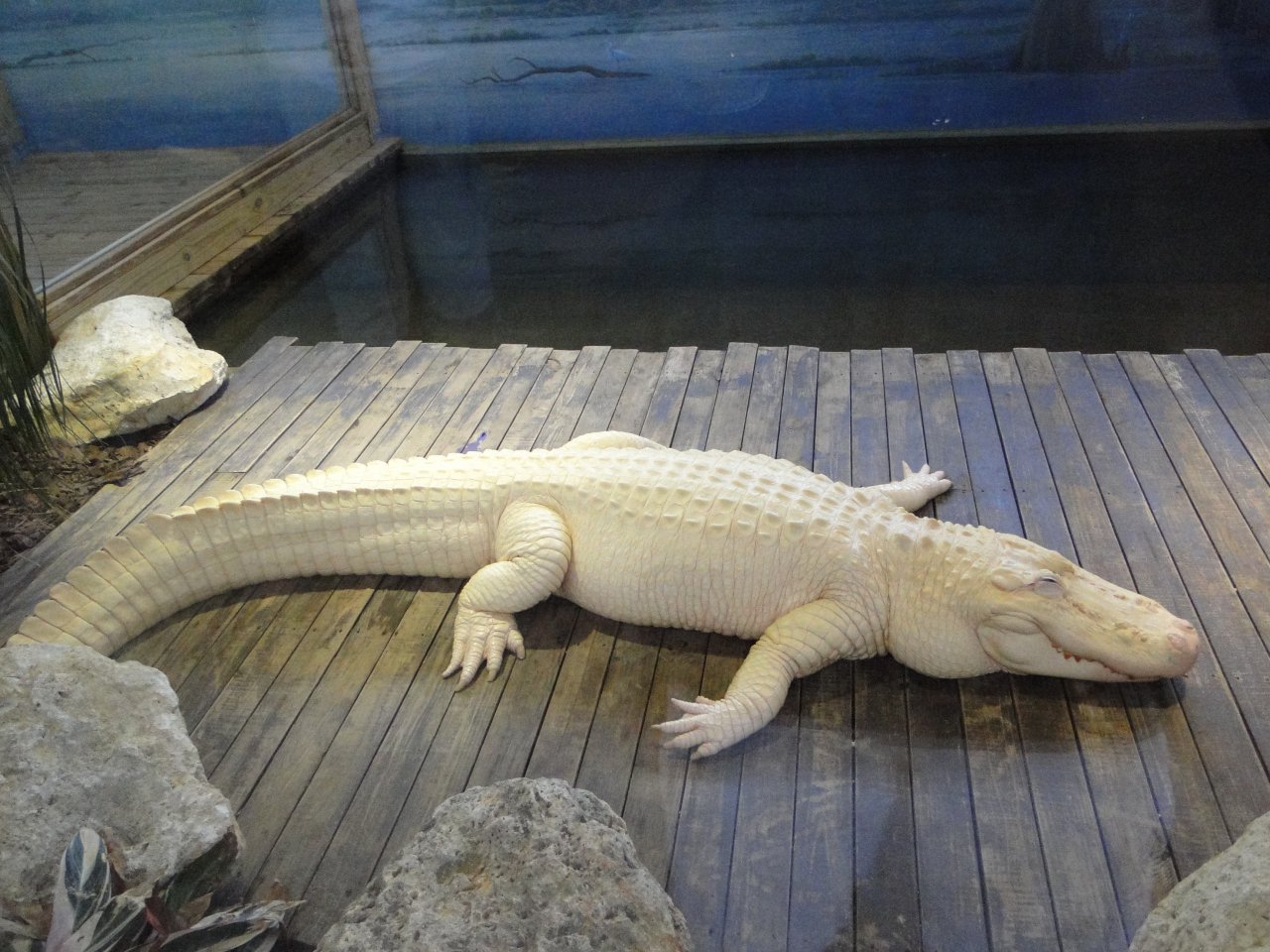 Albino Crocodiles: Killers in white