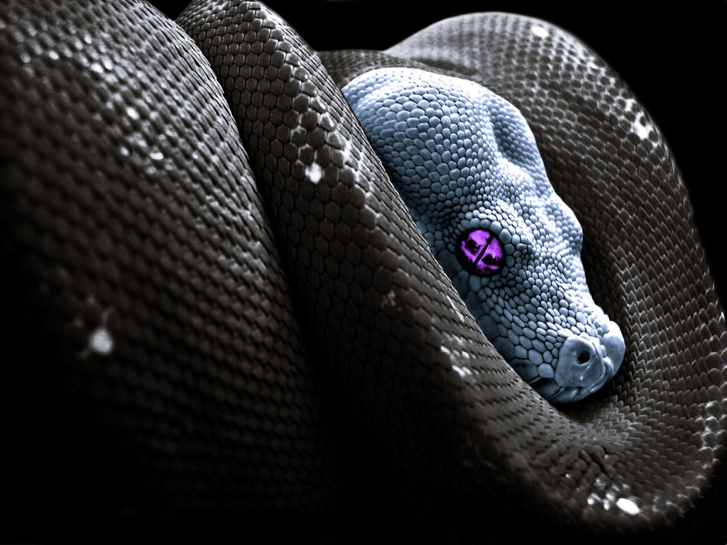 Black/White snake wallpaper by ZeroToxicDragon -- Fur Affinity [dot] net