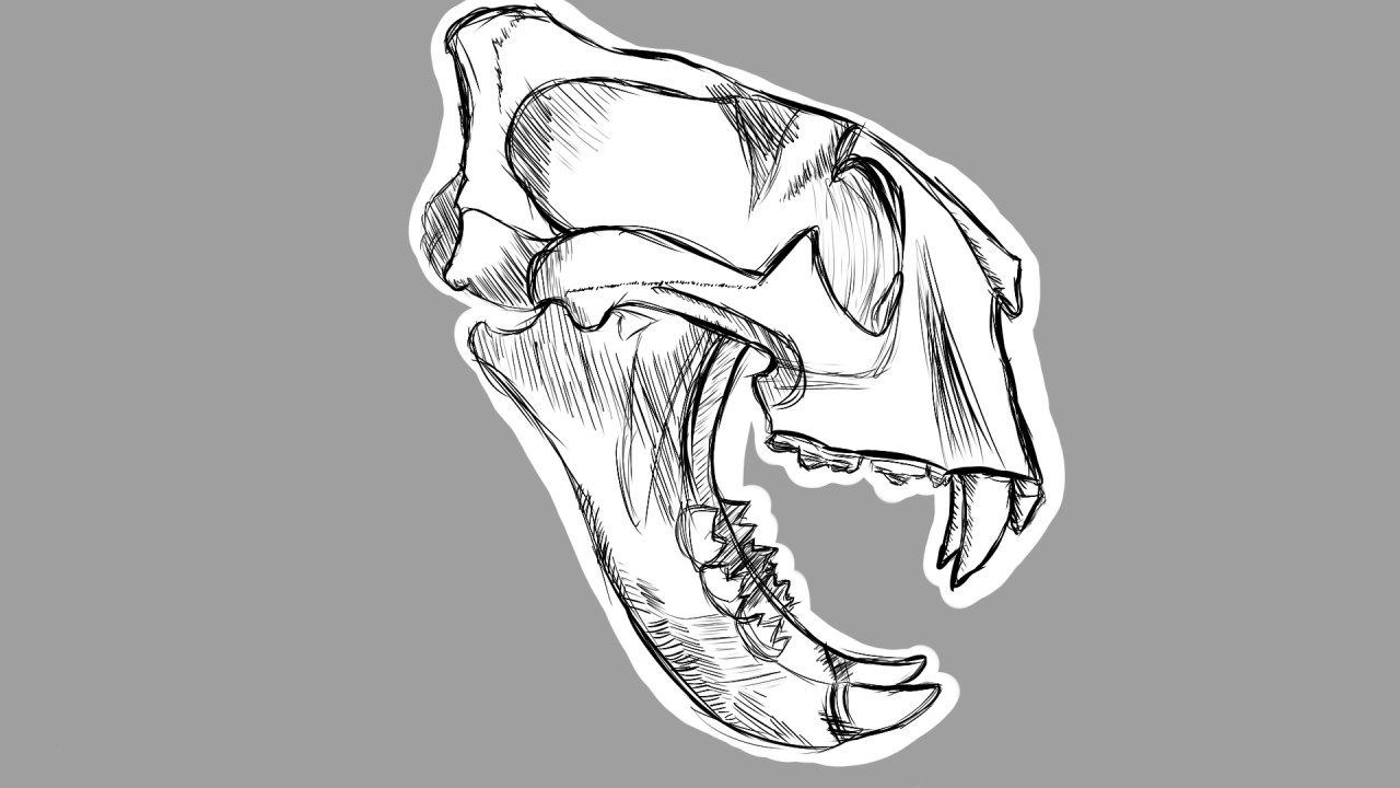 tiger skull drawing